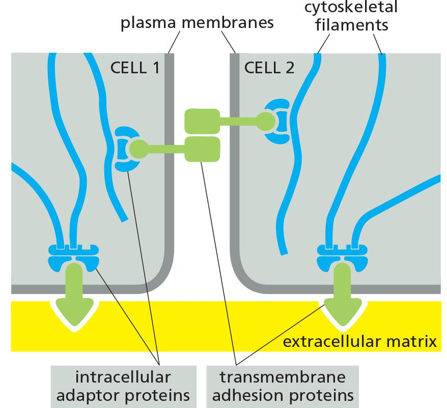 L24 Cells to tissues cellcell adhesion 鹘横海